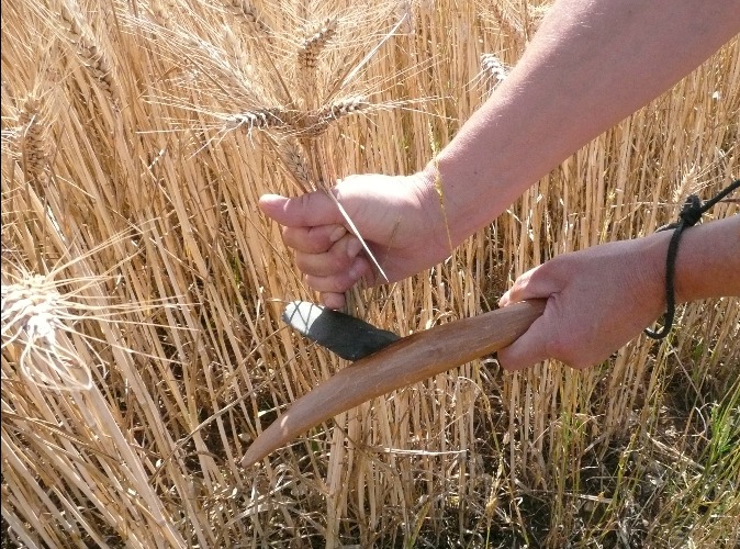 couper du blé avec une faucille